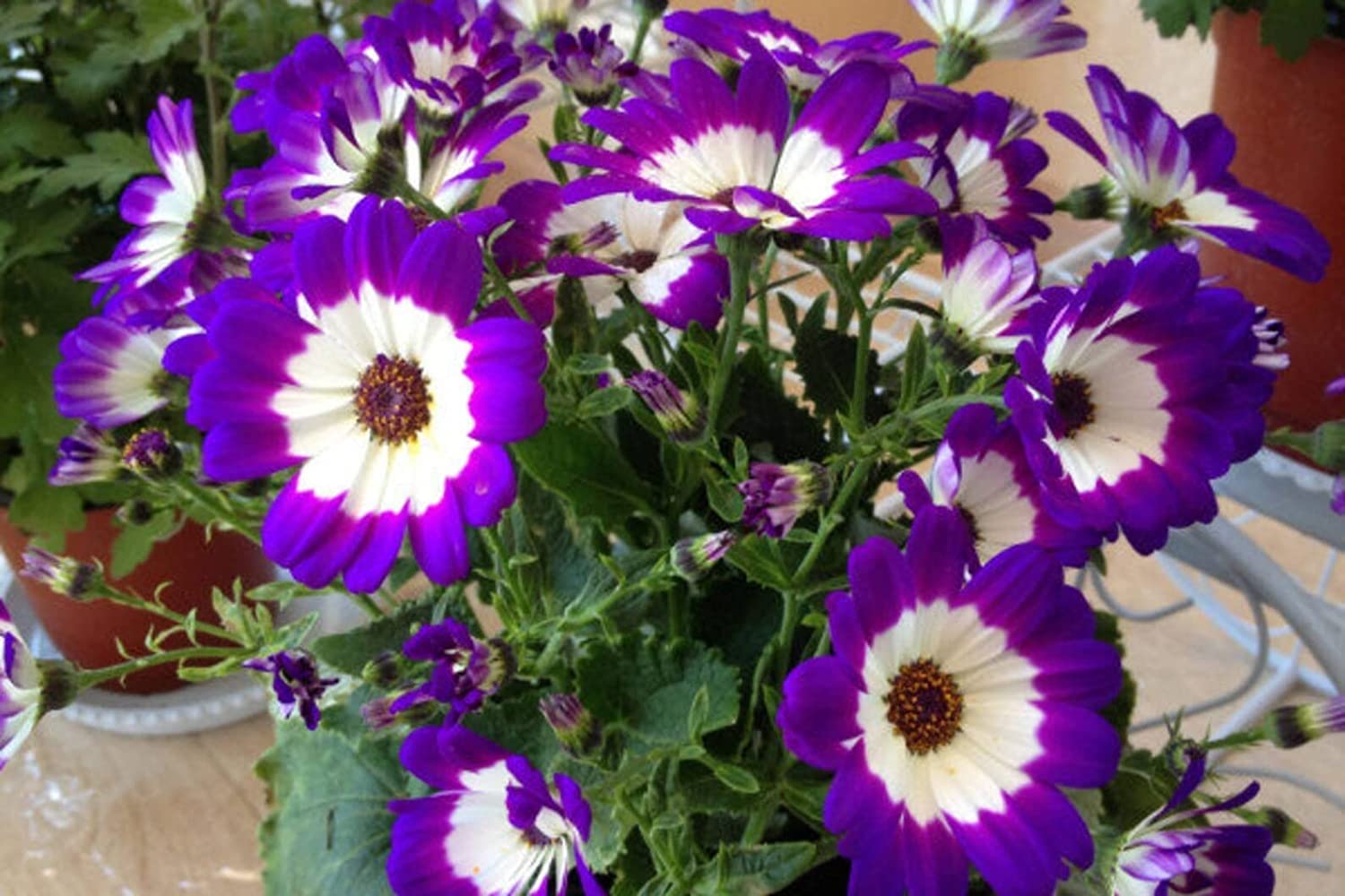 Non-GMO Cineraria Mixed Seeds for Healthy Plant Growth