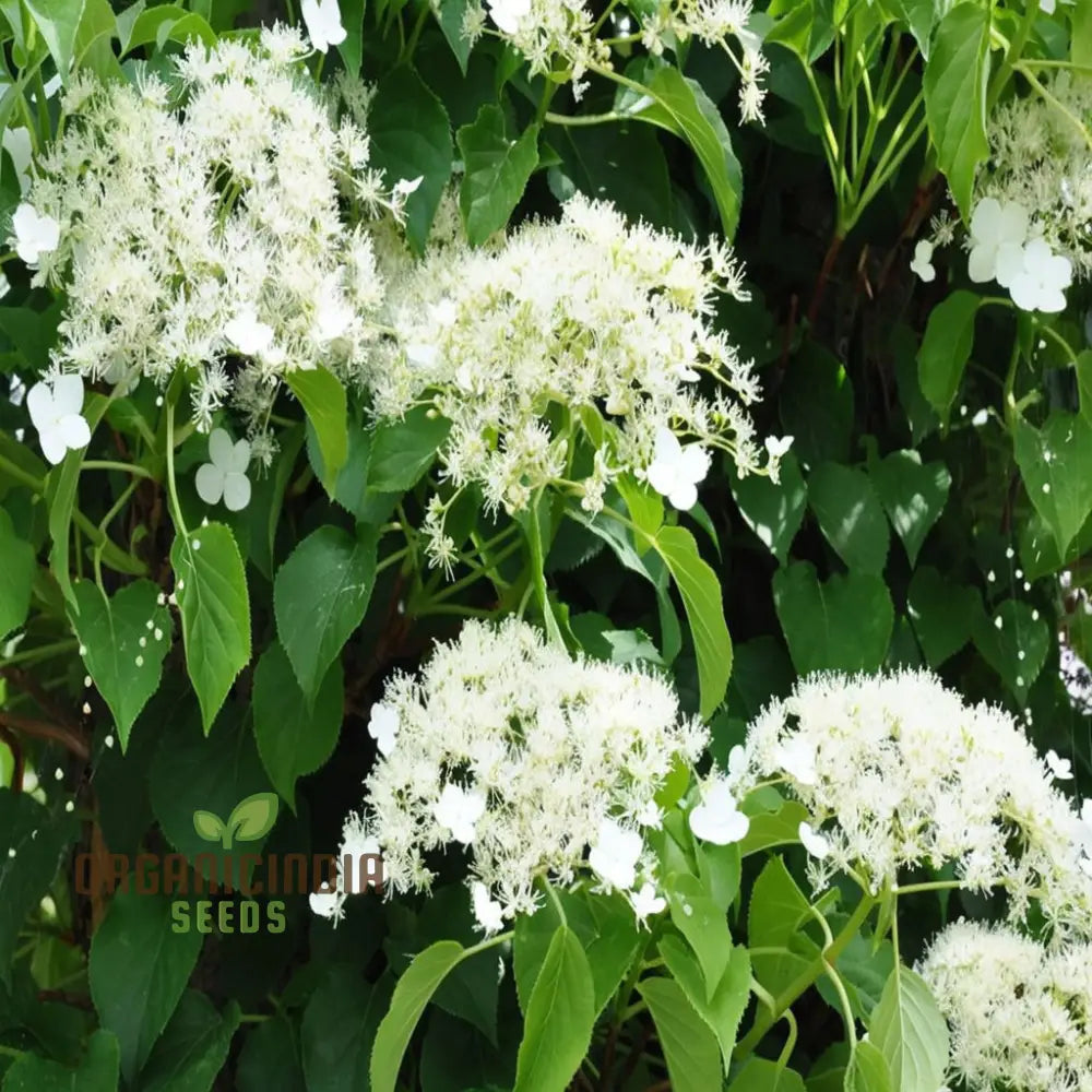Non-GMO climbing hydrangea seeds for garden walls