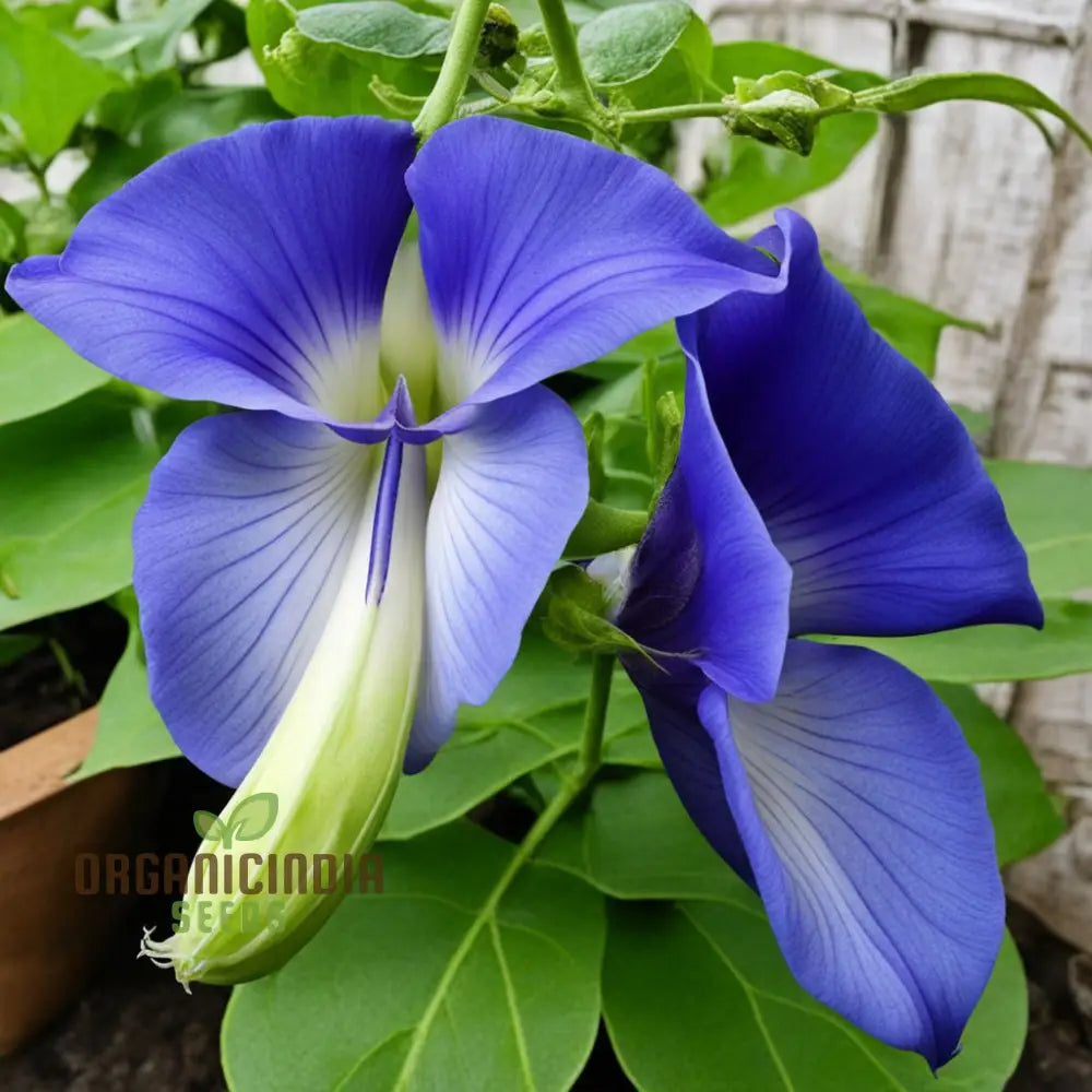Non-GMO Clitoria Seeds for Beautiful Ornamental Flower Display