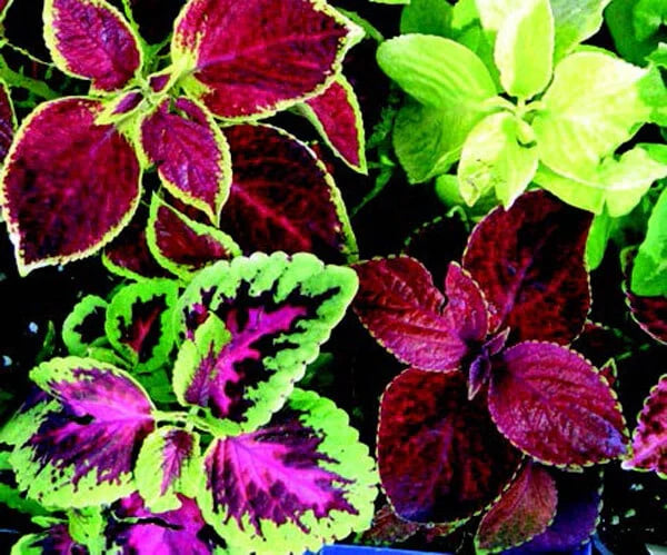 Non-GMO heirloom Coleus plants with bold colors