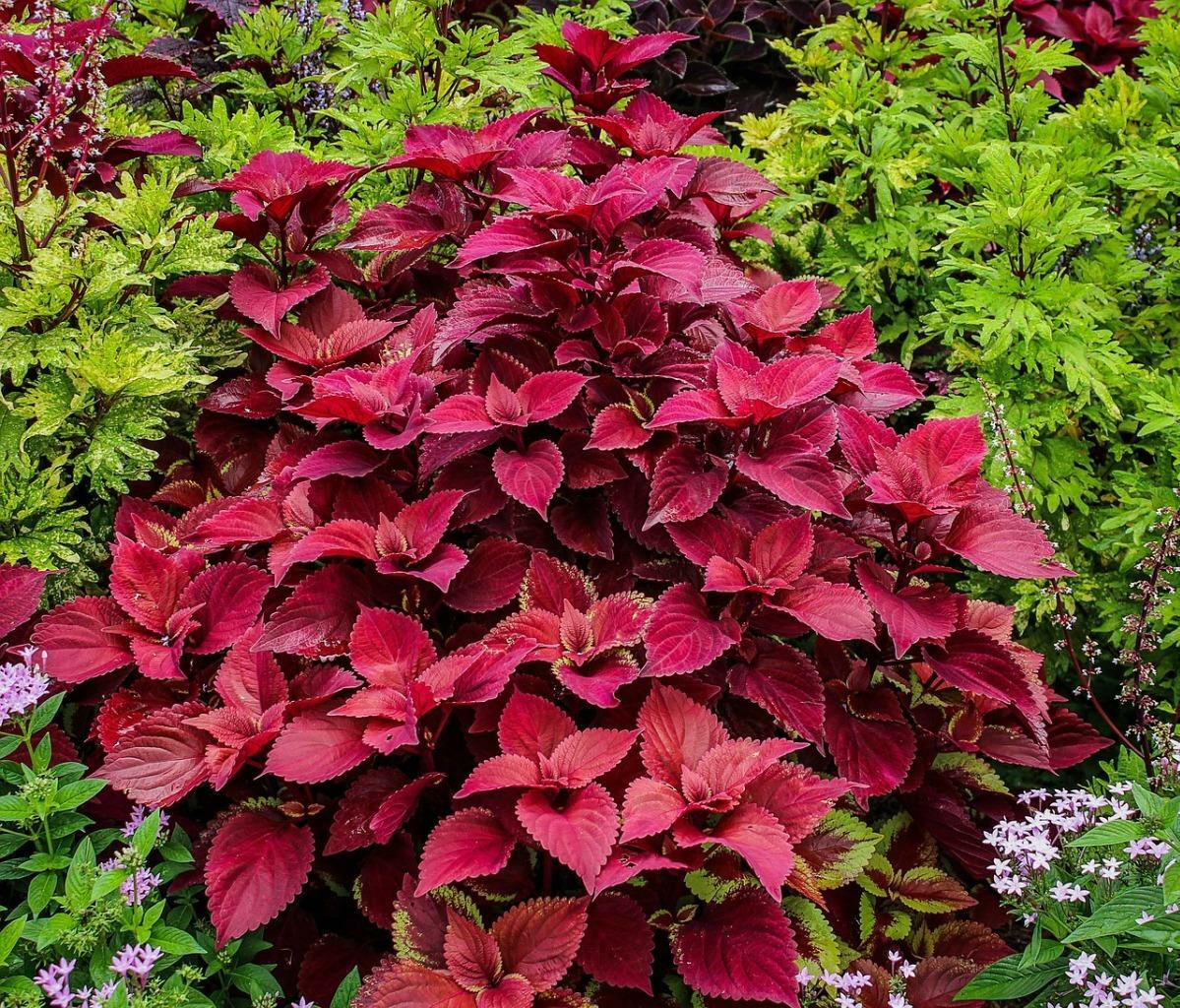 Non GMO Coleus Wizard Velvet Red Seeds for Planting