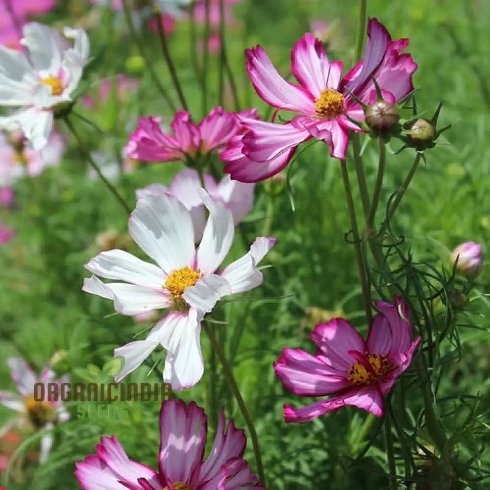 Non-GMO cosmos picotee seeds easy to grow multi-colored flowers