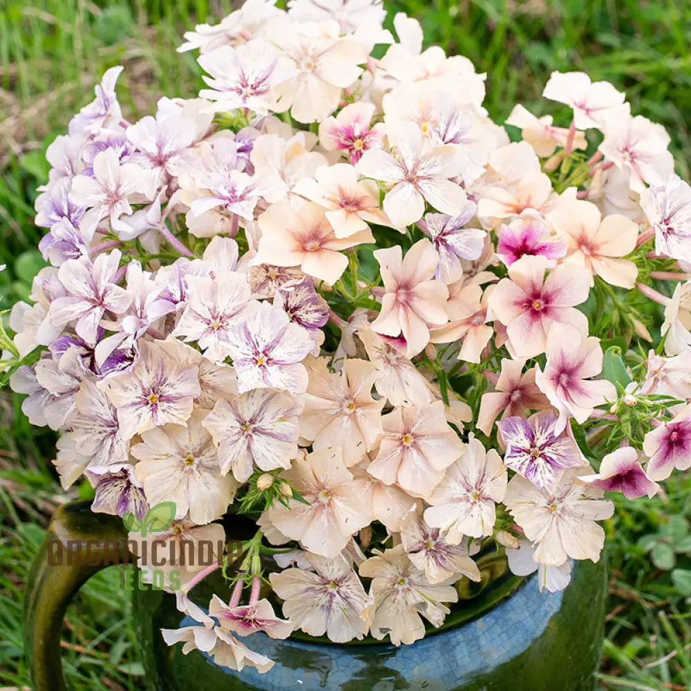 Non-GMO Crème Brulee Phlox Seeds for Home Gardens