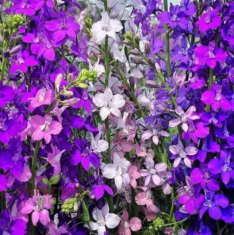 Non-GMO Delphinium seeds for vibrant home gardens