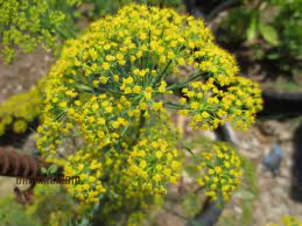 Non-GMO Dill Seeds Anethum Graveolens for Planting