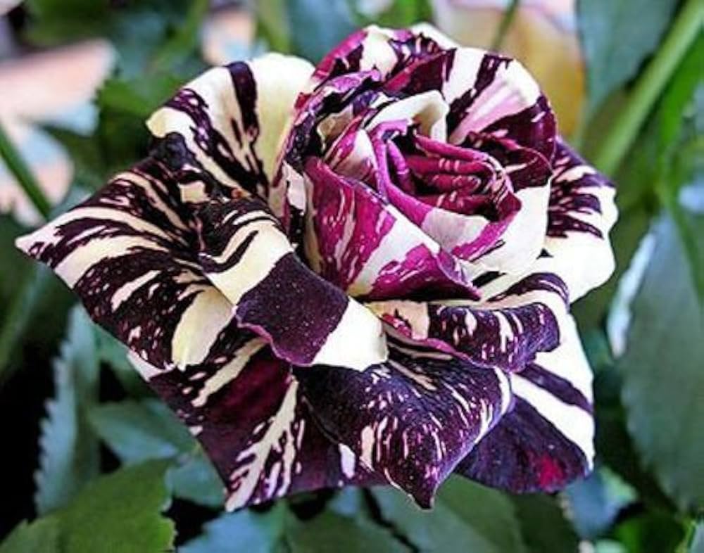 Non-GMO Dragon Rose seeds for home gardening