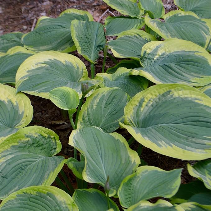Non-GMO Earth Angel Hosta Seeds for Planting