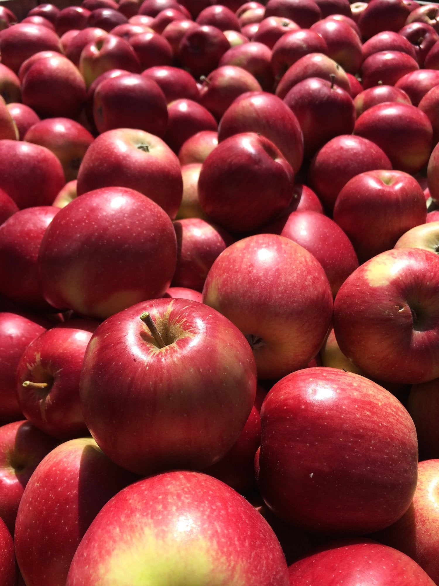 Non-GMO Esopus Spitzenburg Apple seeds