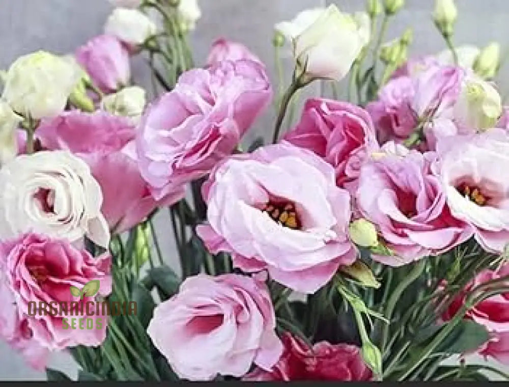 Non-GMO Eustoma seeds for decorative planting
