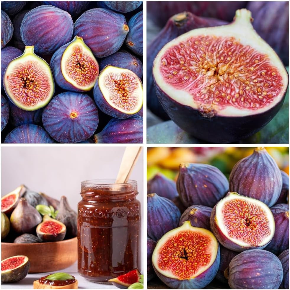 Non-GMO Black Madeira Fig Seeds for Organic Gardening