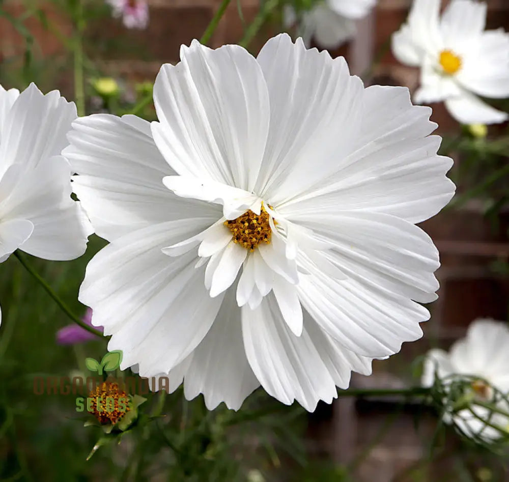 Non-GMO Fizzy White Cosmos Seeds for Garden Blooms