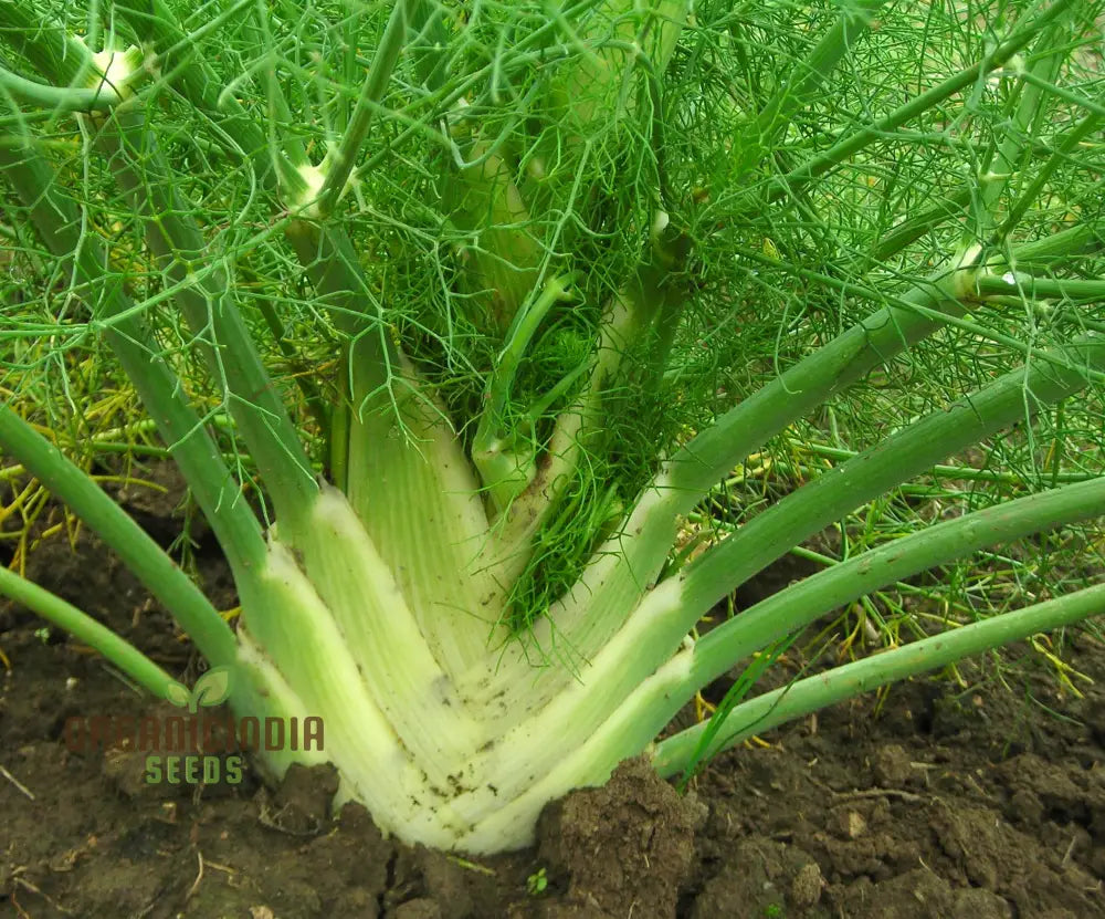 Non-GMO Florence Fennel Seeds for Fresh Bulb Harvest