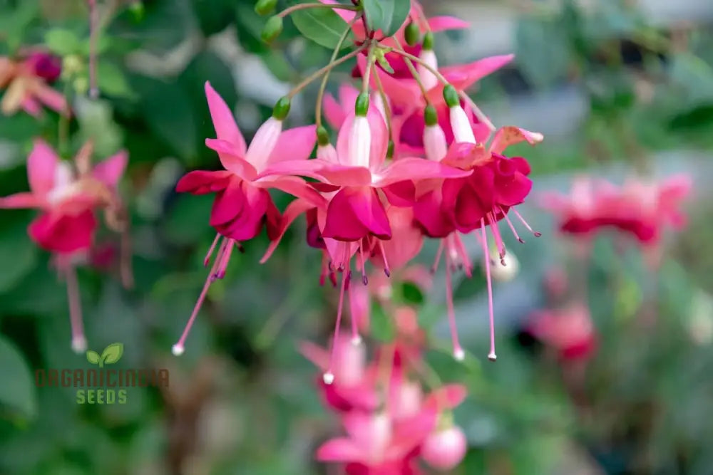 Non-GMO Fuchsia Pink Seeds for Home Gardening