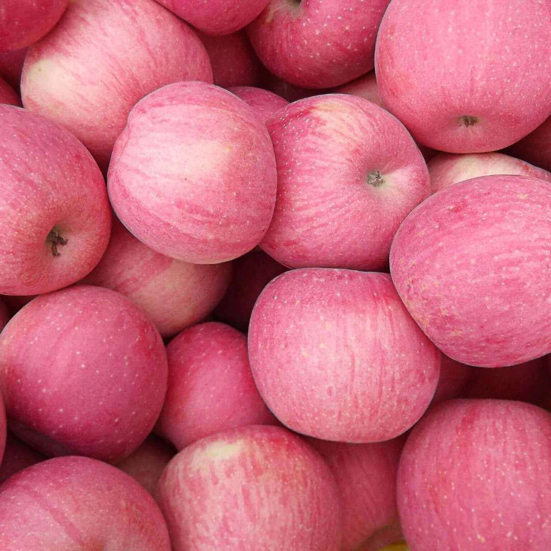 Non-GMO Fuji apple tree seeds for home gardening