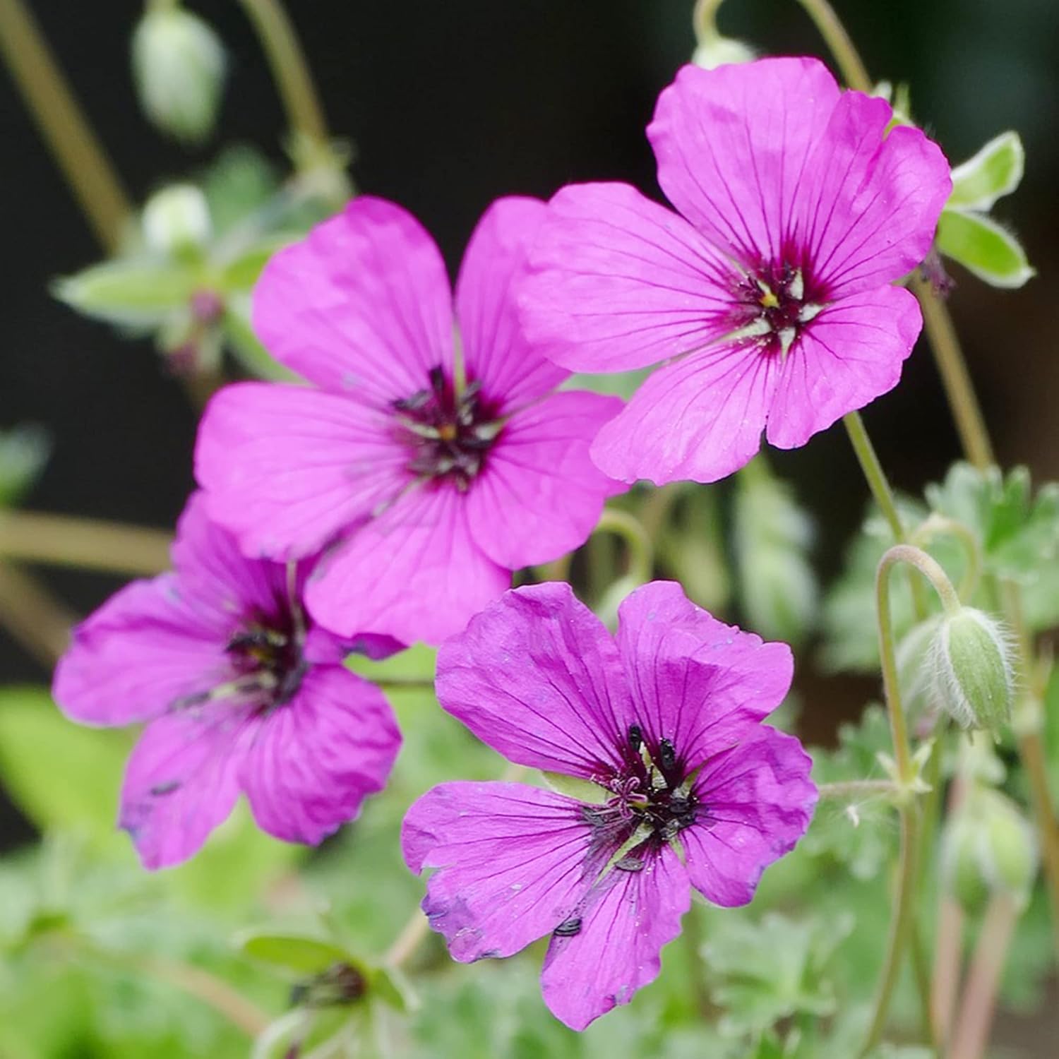 Non GMO Evergreen Geranium Seeds for Outdoor Gardens