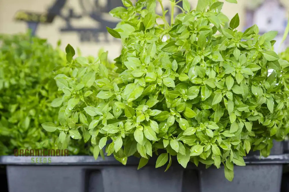 Non-GMO Globe Basil Seeds for Home Herb Gardens