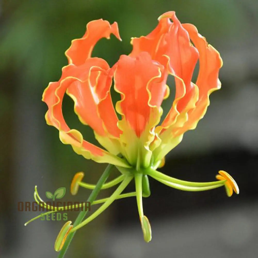 Non-GMO Gloriosa seeds bright orange garden blooms
