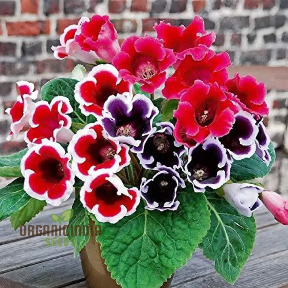 Non-GMO Gloxinia seeds colorful flowering plants