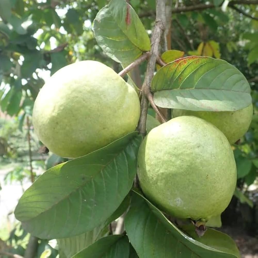 Non-GMO guava seeds for sustainable gardening and planting