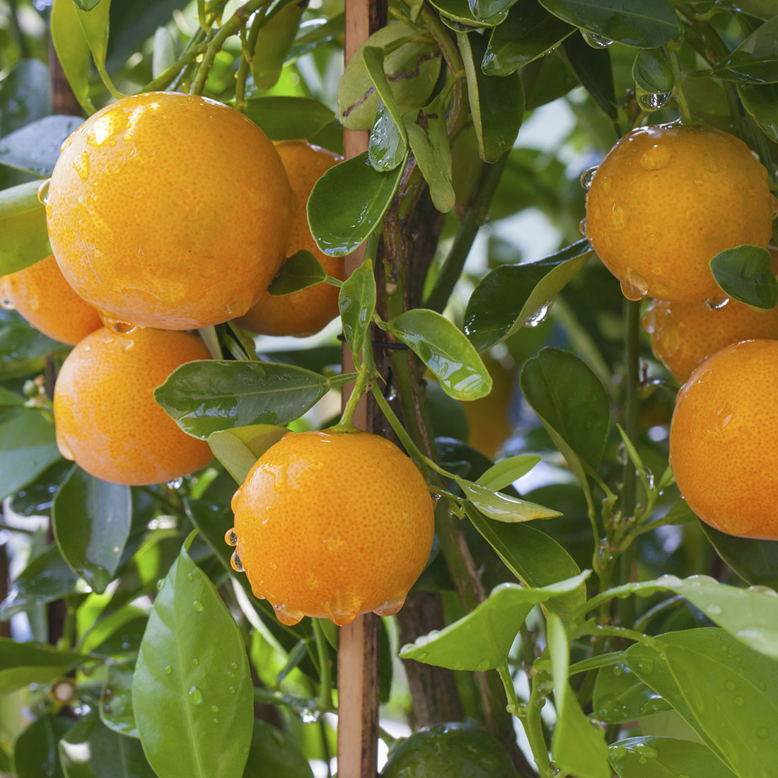 Non-GMO Hamlin orange tree seeds for growing juicy oranges