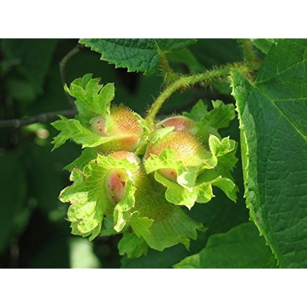 Non-GMO hazelnut seeds ideal for home garden planting