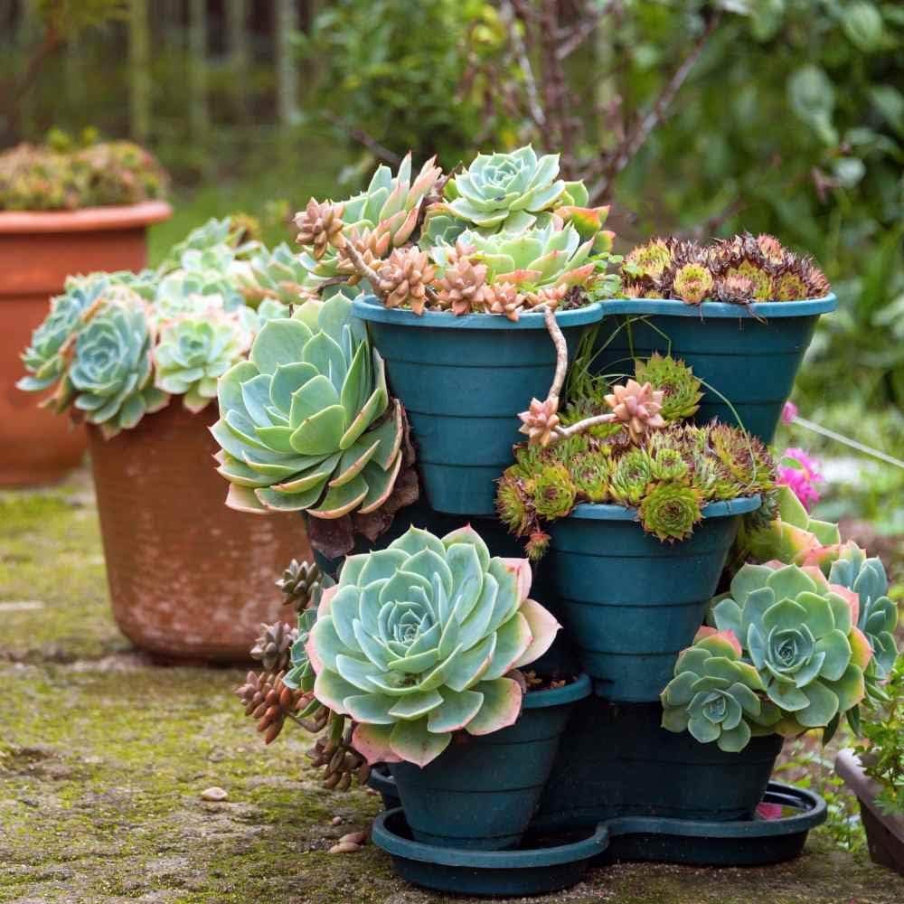 Non-GMO Hens and Chicks Seeds for Easy Succulent Gardening