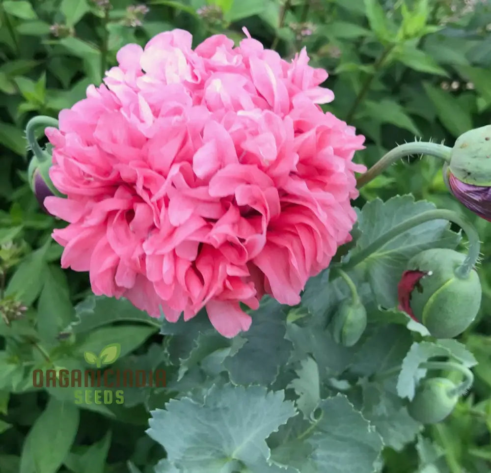 Non-GMO Heritage Farm Poppy Seeds for Home Gardens