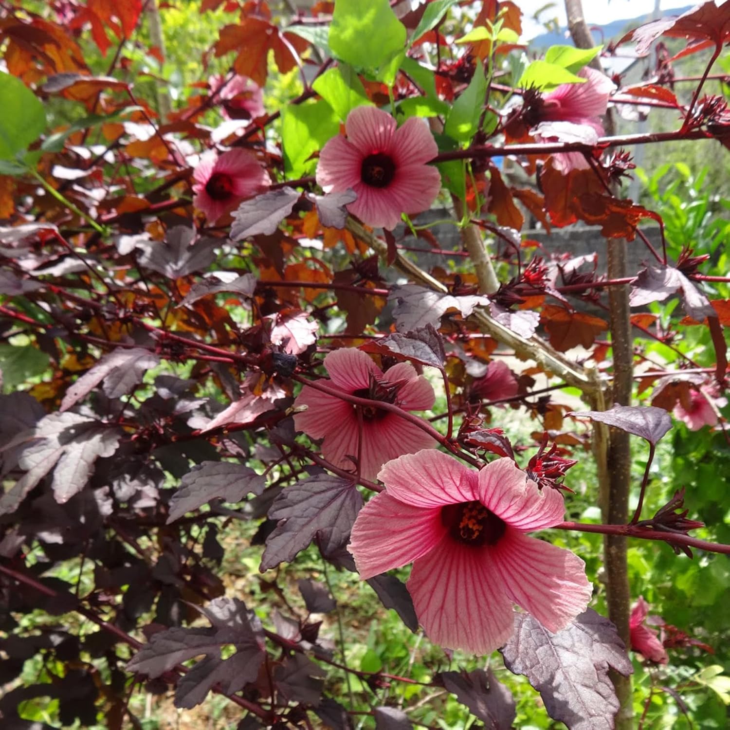 Non GMO Hibiscus Acetosella Seeds for Planting