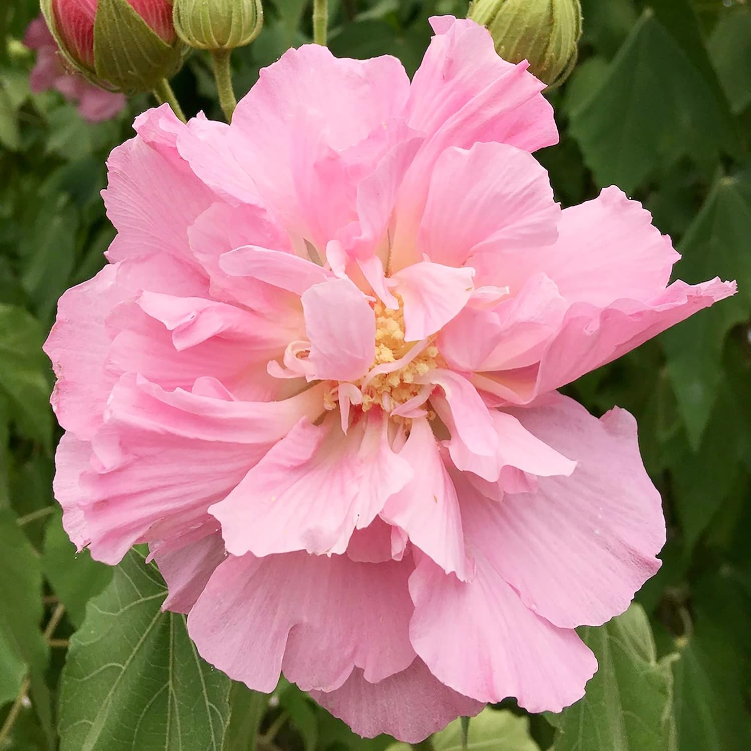 Non GMO Hibiscus Mutabilis Flower Seeds