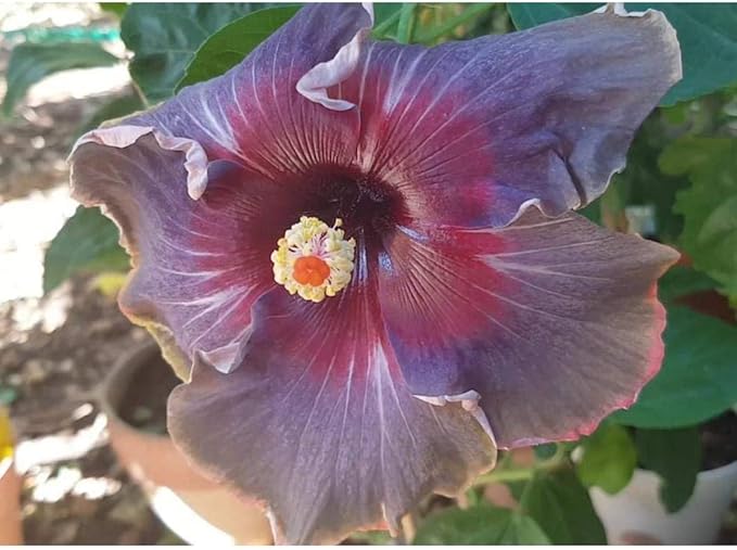 Non-GMO Hibiscus seeds for tropical garden planting