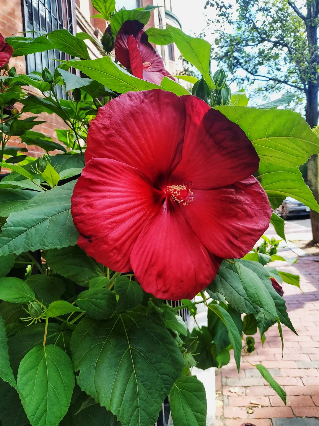 Non GMO Red Dinner Plate Hibiscus Seeds for Planting