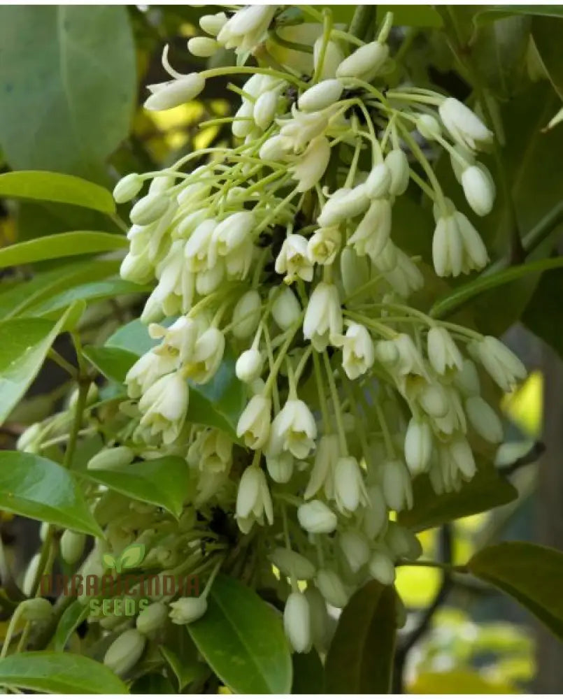 Non GMO Holboellia seeds fast growing climbing vine