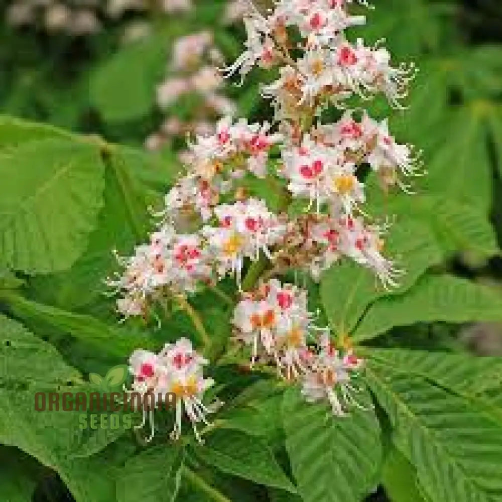 Non-GMO horse chestnut seeds for gardening and landscaping