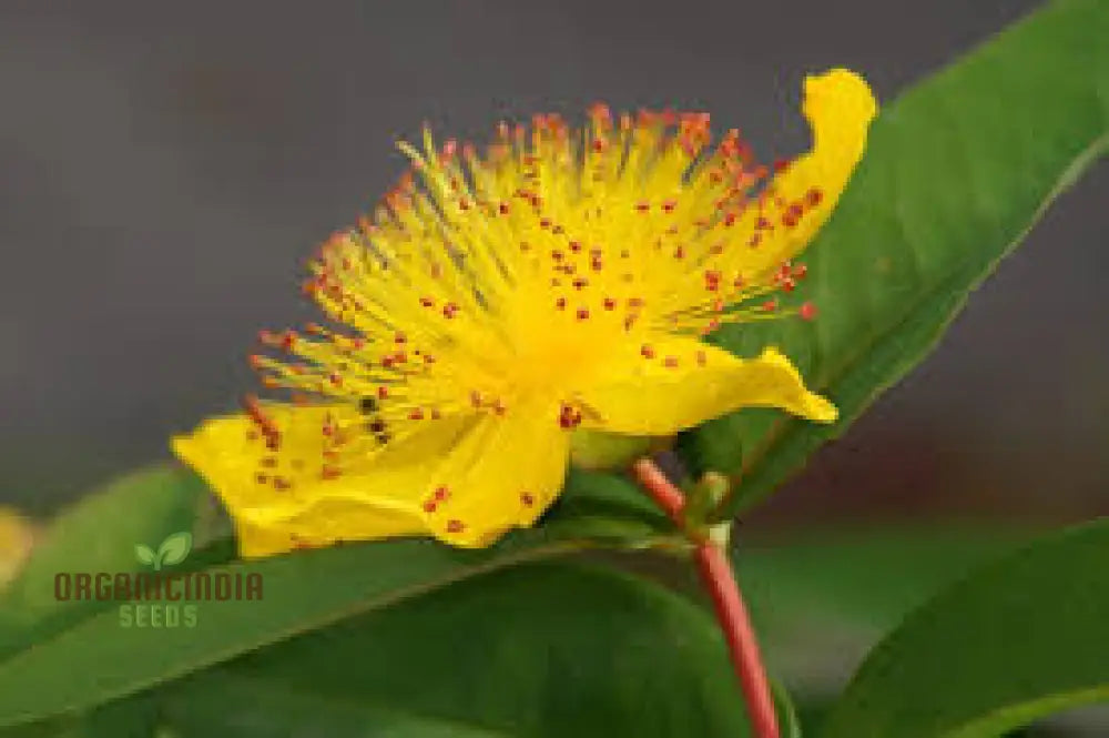 Non GMO hypericum seeds for landscaping and borders