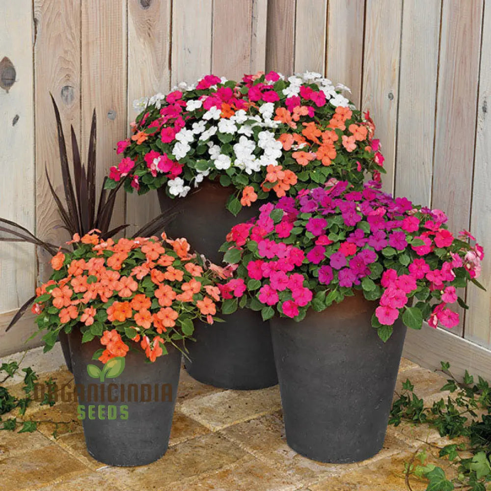 Non-GMO impatiens mix seeds vibrant garden flowers