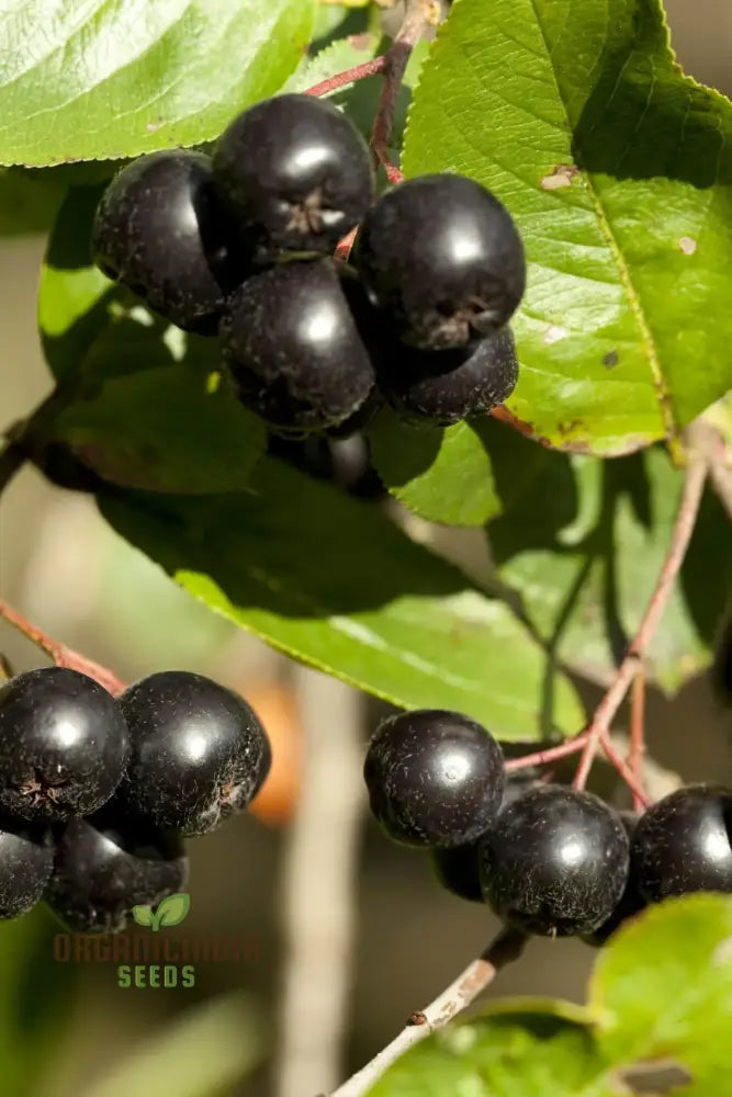 Non-GMO Jabuticaba Seeds for Organic Gardening