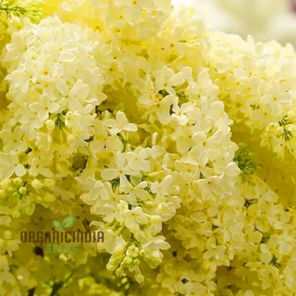 Non-GMO Japanese Lilac seeds creamy white blooms
