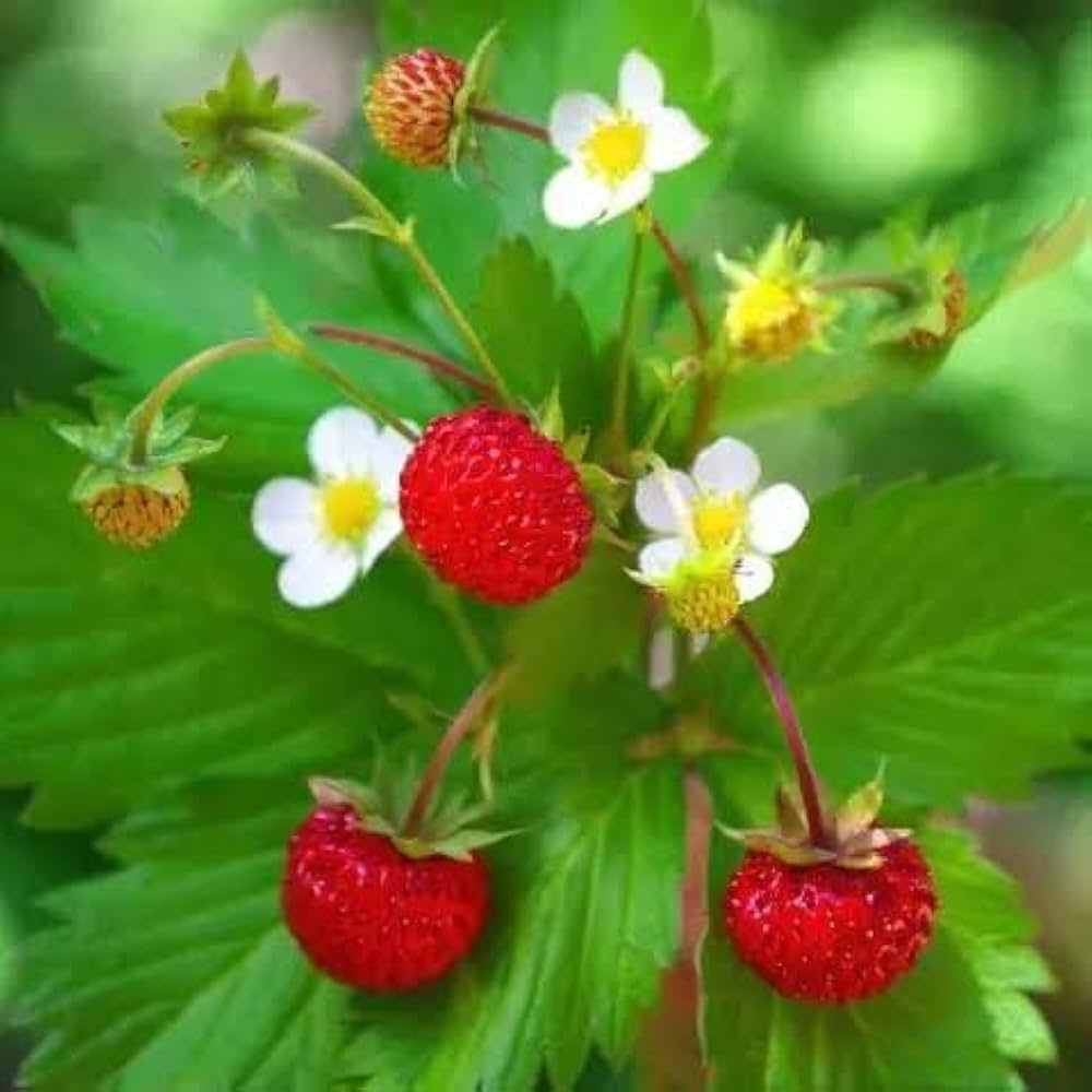 Non-GMO Jewel strawberry seeds producing sweet juicy strawberries