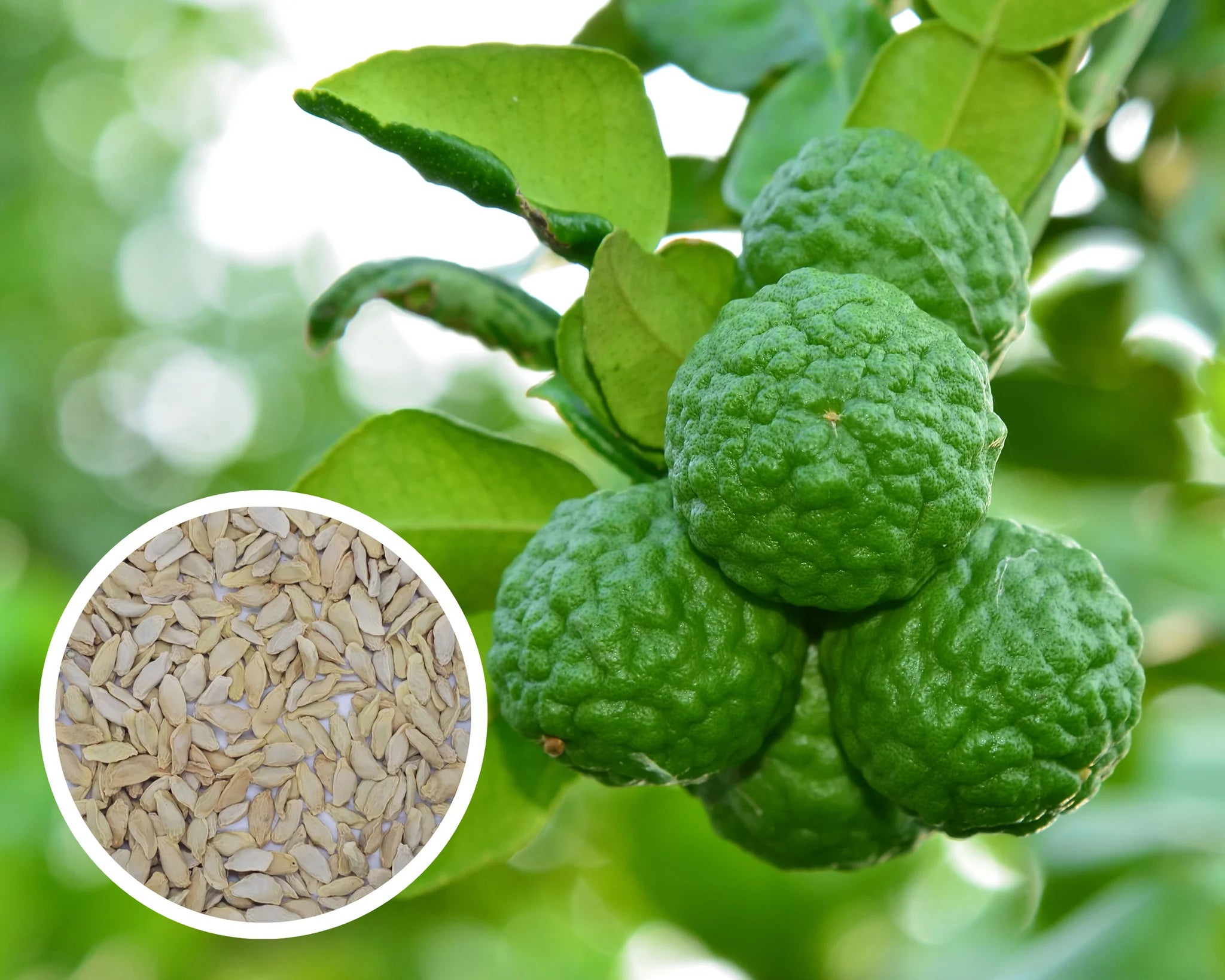 Non-GMO Kaffir Lime Seeds for Home Gardeners