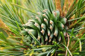 Non-GMO Korean Pine Seeds for Planting in Home Garden