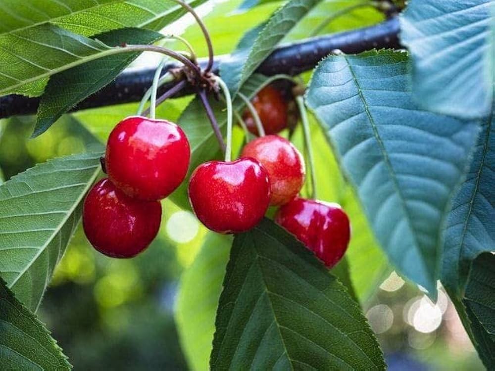 Non-GMO Lapins Cherry Seeds for Home Gardeners