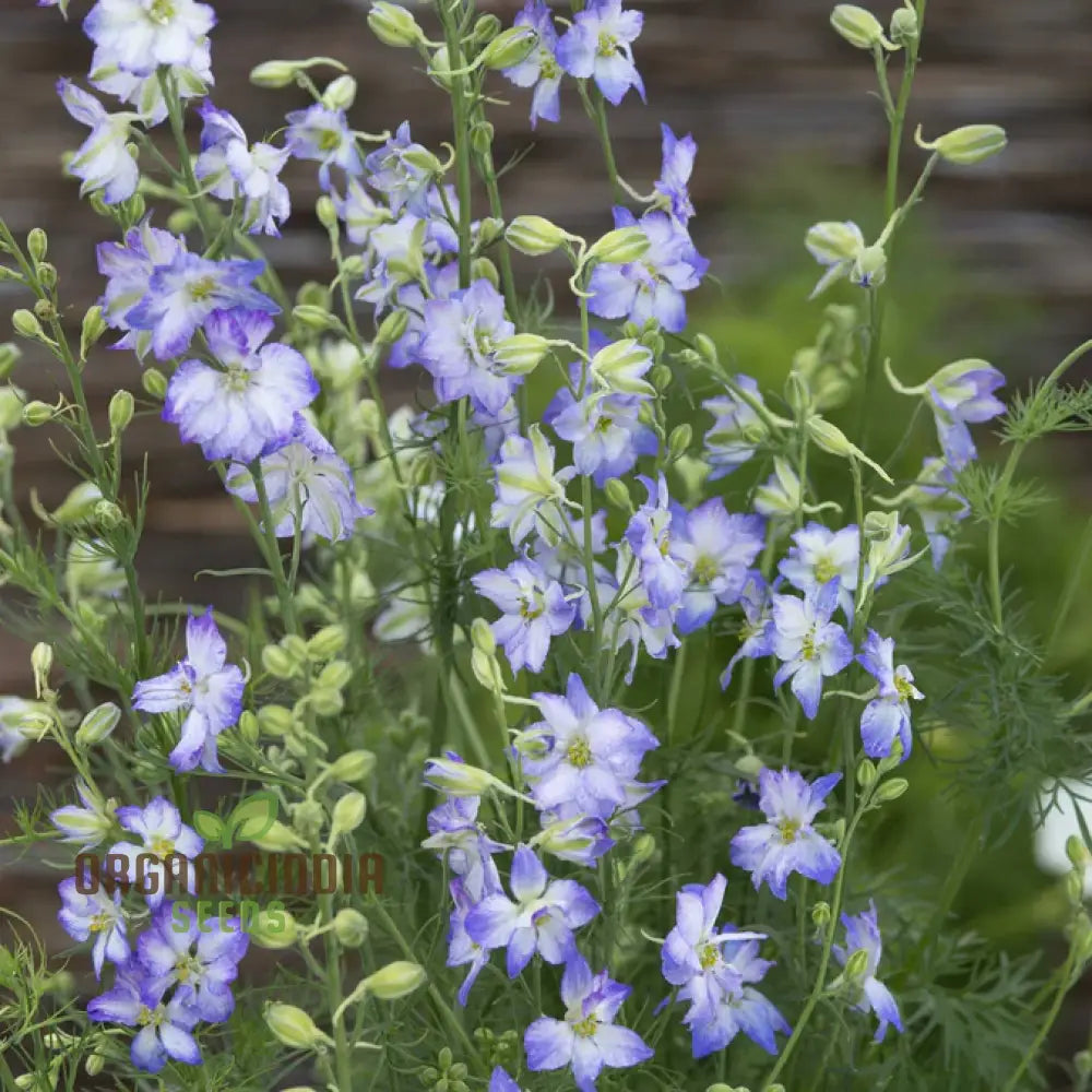 Non-GMO Larkspur Purple Seeds for Home Gardening