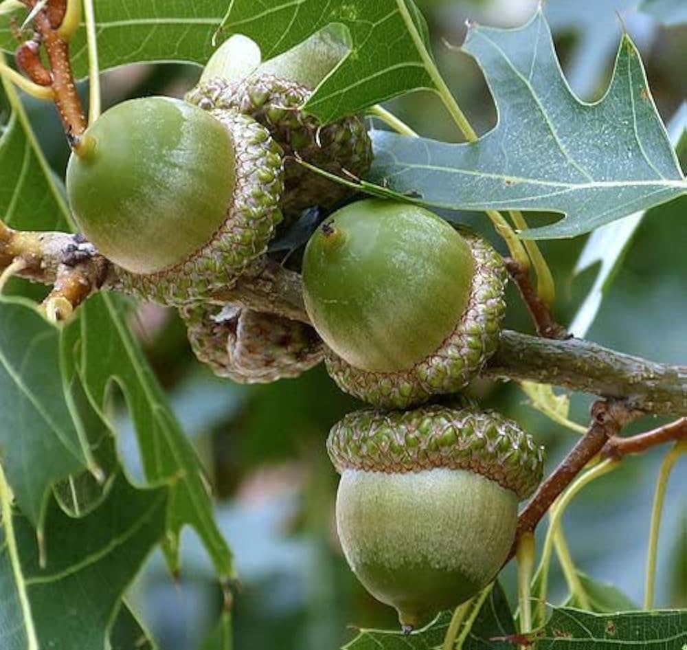 Non-GMO Laurel Oak acorns ideal for home and landscape planting