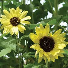 Non-GMO Lemon Sunflower Seeds for Easy Garden Growing