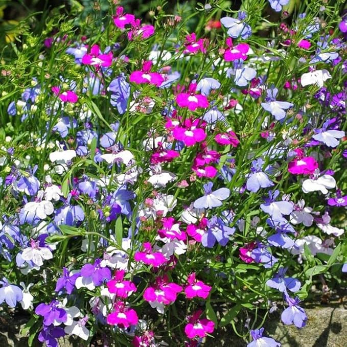 Non-GMO Lobelia seeds colorful cascading blooms