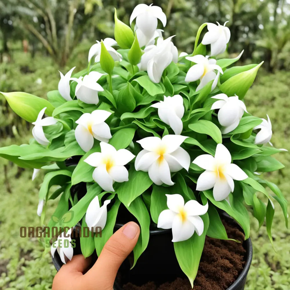 Non-GMO Loroco flower seeds