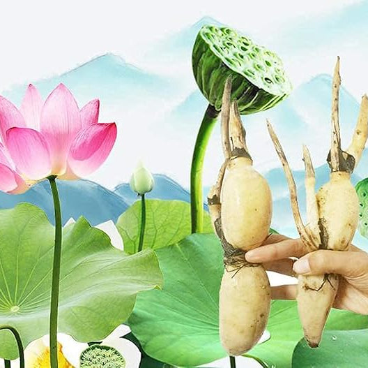 Non GMO lotus seeds for planting