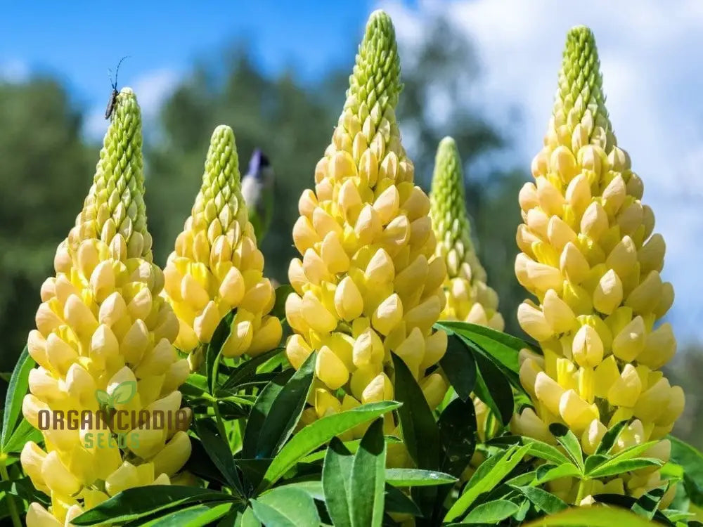 Non GMO lupinus seeds for cottage gardens and borders