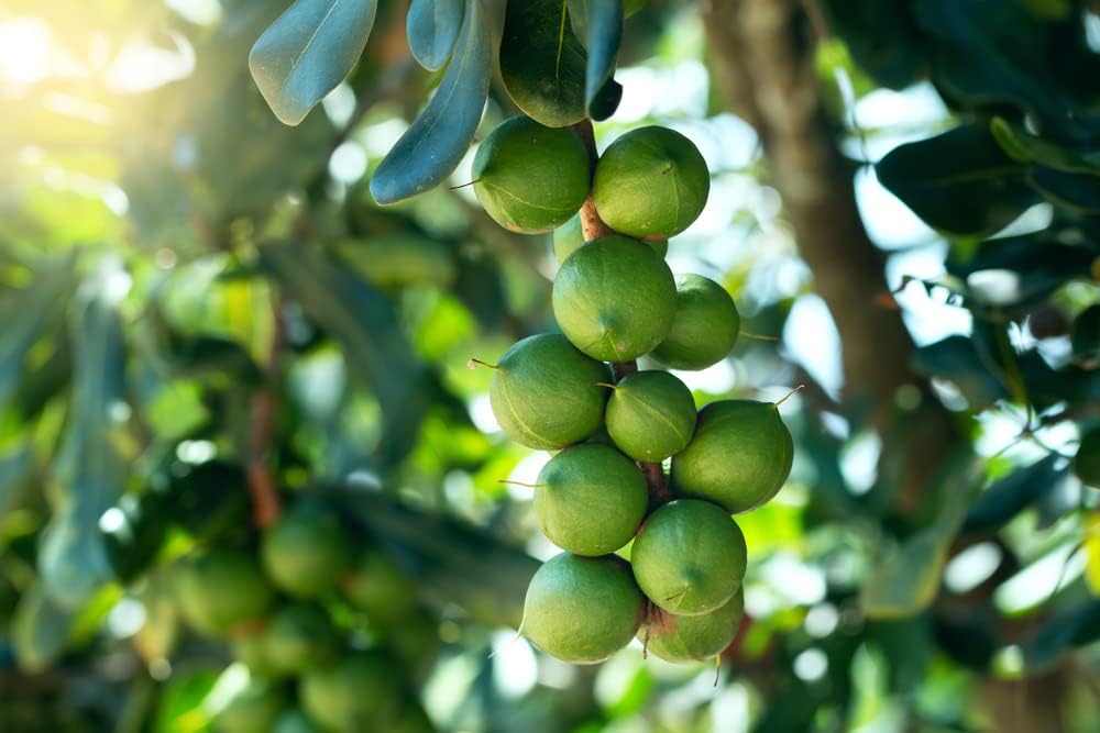 Non-GMO Macadamia integrifolia seeds for gardeners