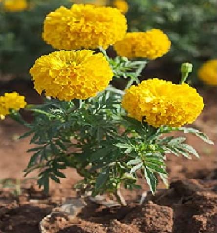 Non-GMO Marigold Seeds for Vibrant Summer Garden Flowers